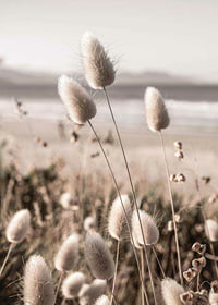 Close-up of soft beige grass blades against blurred beach background-7