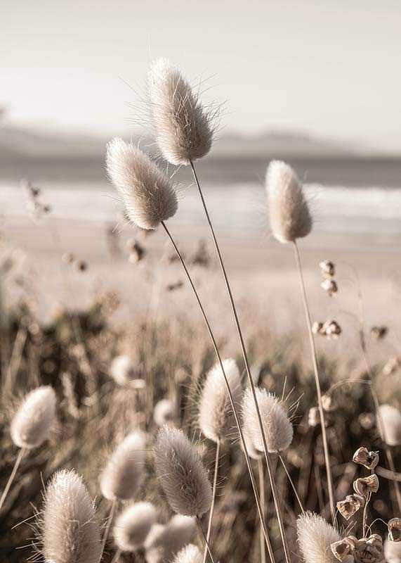 Close-up of soft beige grass blades against blurred beach background-12