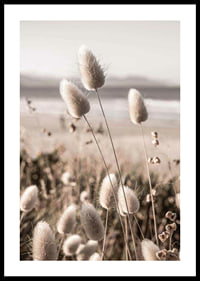 Close-up of soft beige grass blades against blurred beach background-0