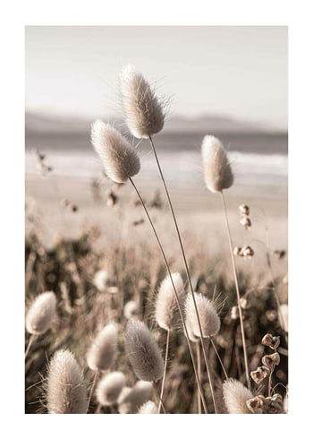 Poster Soft Grass