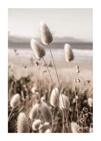 Soft Grass-1