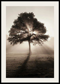 Photographic oak tree backlit with sun rays in foggy dawn-2