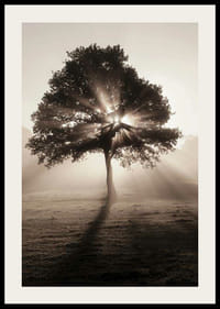 Chêne photographique rétroéclairé par les rayons du soleil dans l'aube brumeuse-2