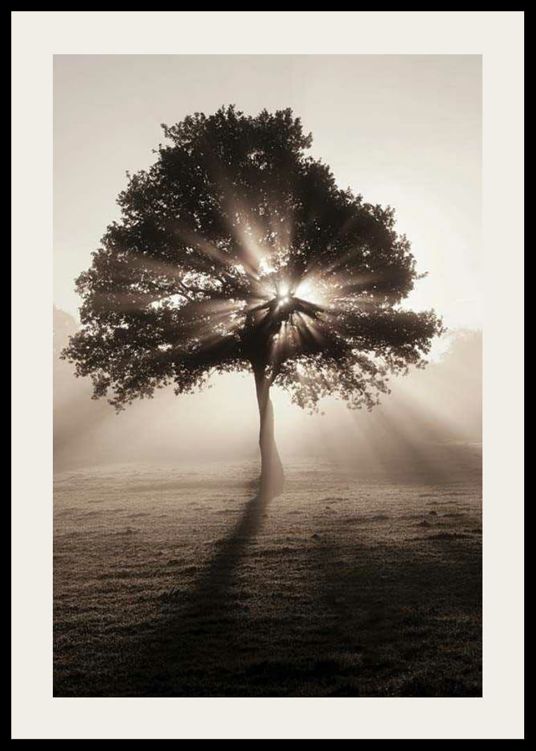 Chêne photographique rétroéclairé par les rayons du soleil dans l'aube brumeuse-12