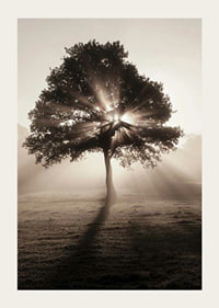Photographic oak tree backlit with sun rays in foggy dawn-3