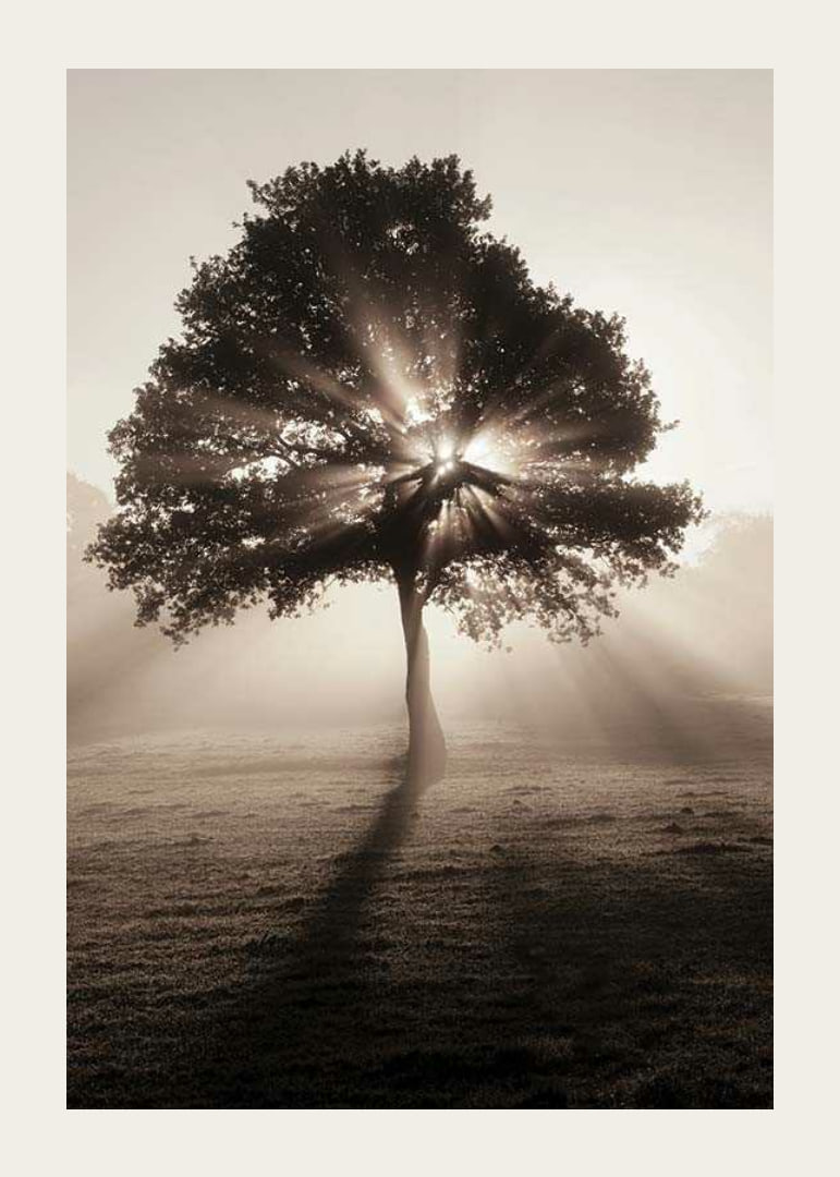 Photographic oak tree backlit with sun rays in foggy dawn-12