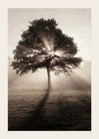 Chêne photographique rétroéclairé par les rayons du soleil dans l'aube brumeuse-3