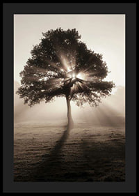 Photographic oak tree backlit with sun rays in foggy dawn-4