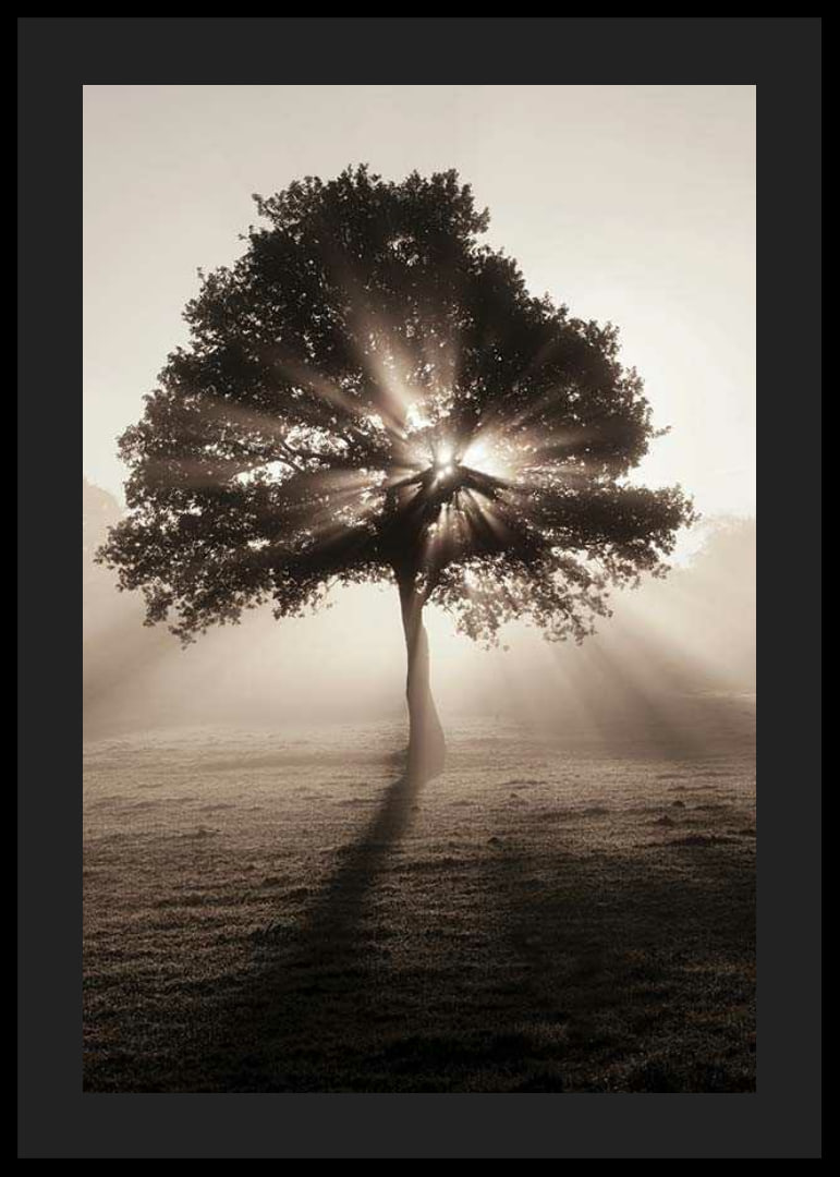 Photographic oak tree backlit with sun rays in foggy dawn-12