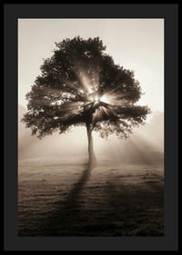 Chêne photographique rétroéclairé par les rayons du soleil dans l'aube brumeuse-4