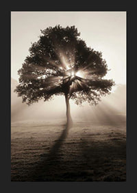 Photographic oak tree backlit with sun rays in foggy dawn-5