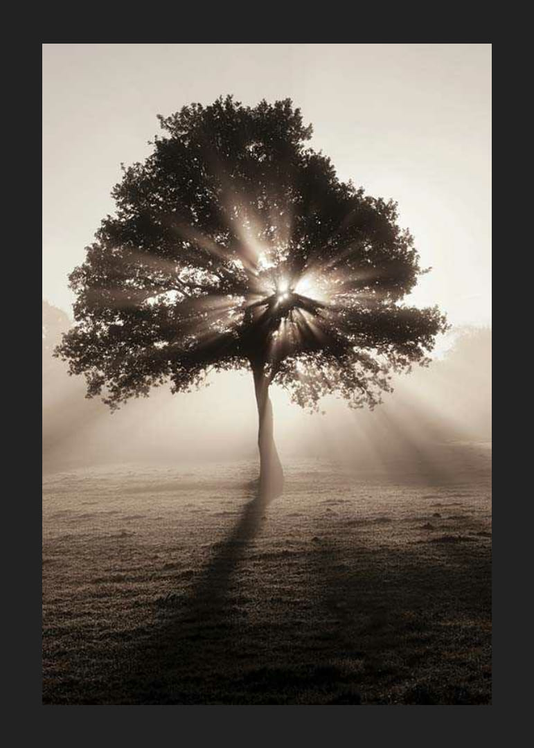 Chêne photographique rétroéclairé par les rayons du soleil dans l'aube brumeuse-12