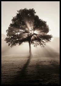 Photographic oak tree backlit with sun rays in foggy dawn-6