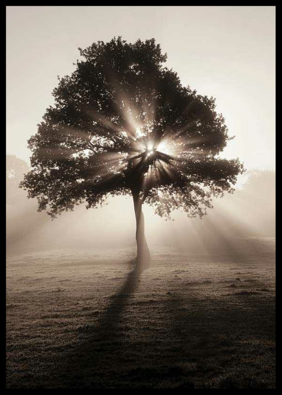 Photographic oak tree backlit with sun rays in foggy dawn-12