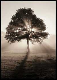 Tree In Sunrise-2