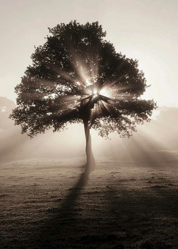 Photographic oak tree backlit with sun rays in foggy dawn-12