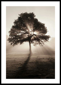 Photographic oak tree backlit with sun rays in foggy dawn-0