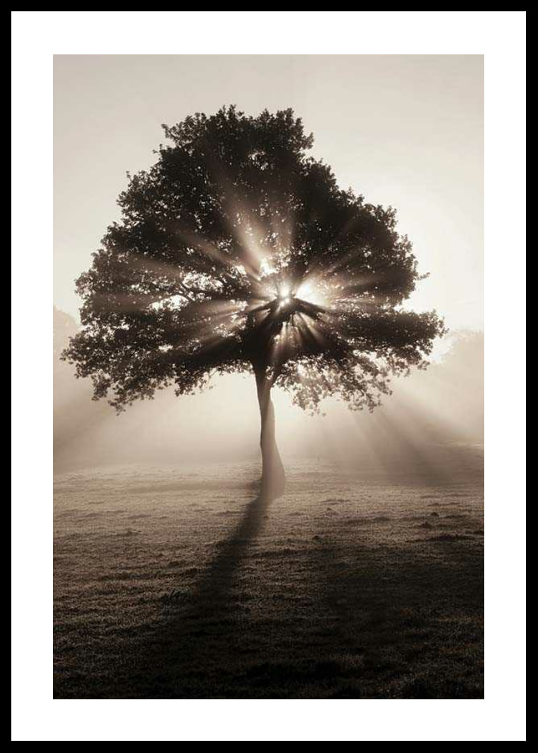 Photographic oak tree backlit with sun rays in foggy dawn-12