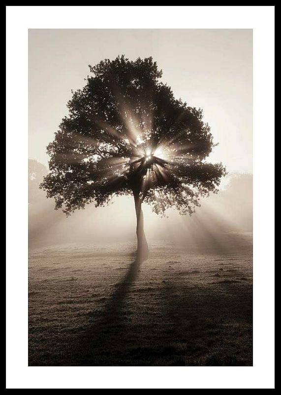 Tree In Sunrise-12