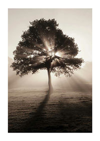 Photographic oak tree backlit with sun rays in foggy dawn-1