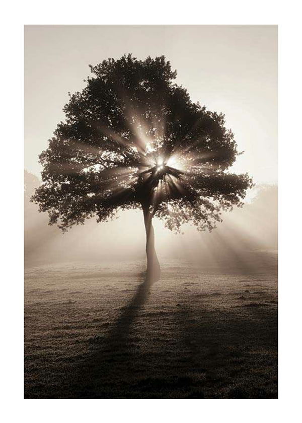 Poster Tree In Sunrise