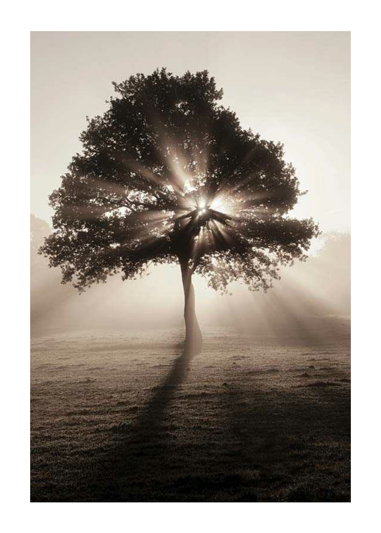 Photographic oak tree backlit with sun rays in foggy dawn-12