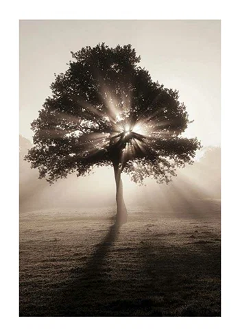 Poster Tree In Sunrise