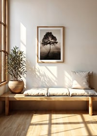 Photographic oak tree backlit with sun rays in foggy dawn-8