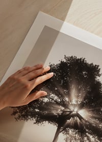 Photographic oak tree backlit with sun rays in foggy dawn-9
