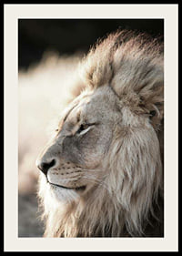 Close-up of African male lion in profile, photographic-2