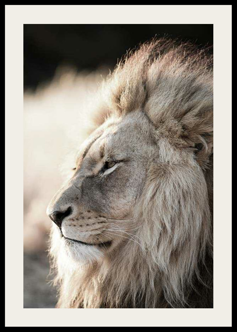 Close-up of African male lion in profile, photographic-12