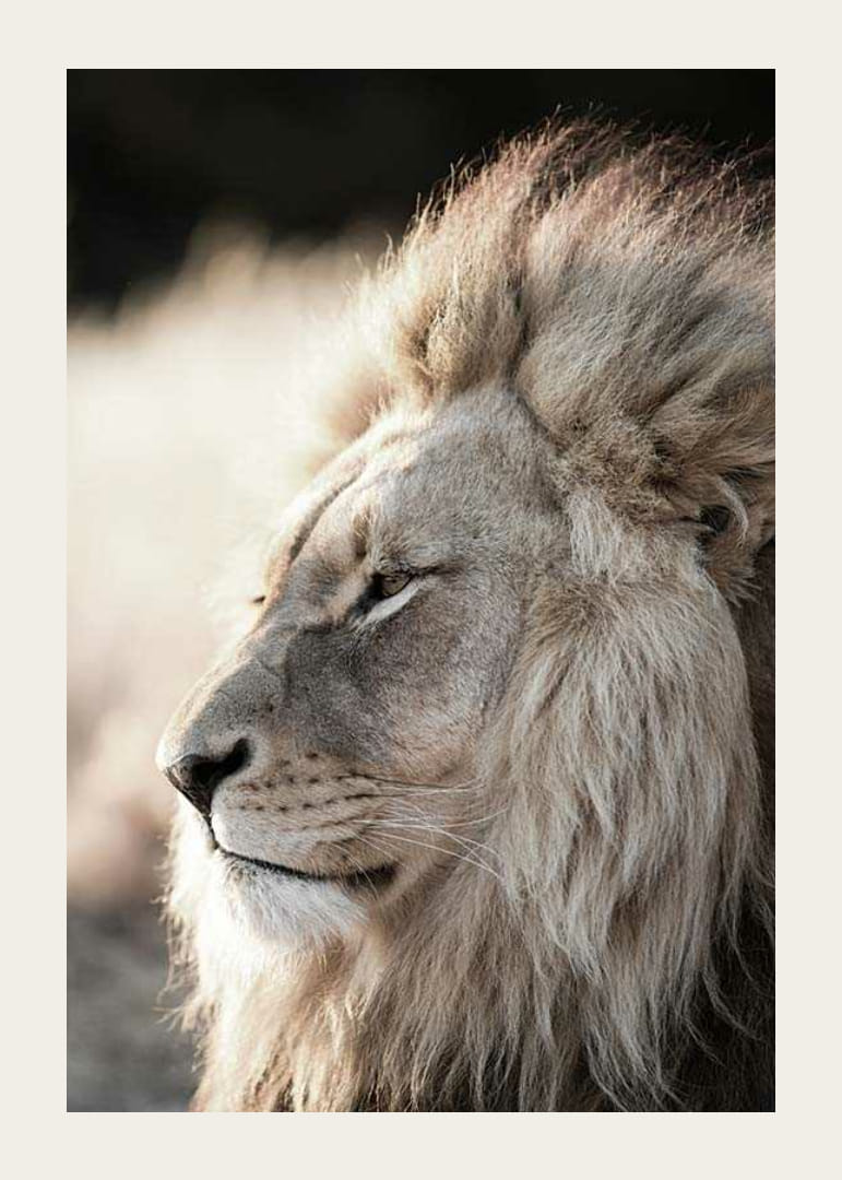 Afrikai hím oroszlán profiljának közeli képe, fényképészeti-12