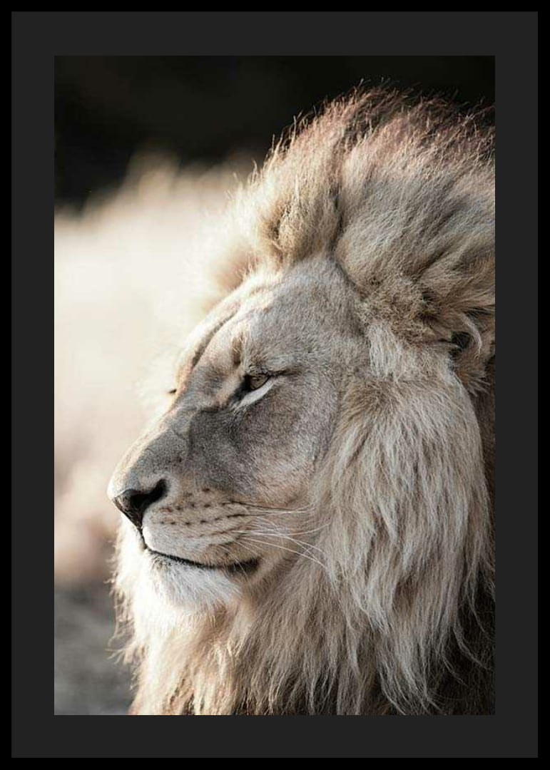 Close-up of African male lion in profile, photographic-12