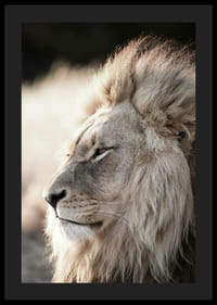 Afrikai hím oroszlán profiljának közeli képe, fényképészeti-4