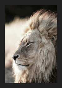 Close-up of African male lion in profile, photographic-5