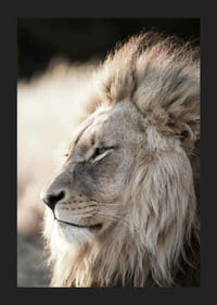 Afrikai hím oroszlán profiljának közeli képe, fényképészeti-5