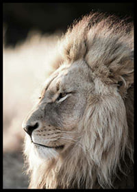 Close-up of African male lion in profile, photographic-6
