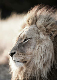 Close-up of African male lion in profile, photographic-7