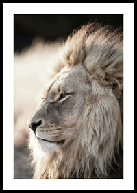 Close-up of African male lion in profile, photographic-0