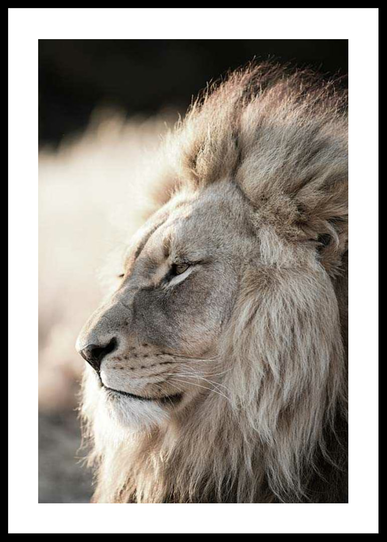 Close-up of African male lion in profile, photographic-12