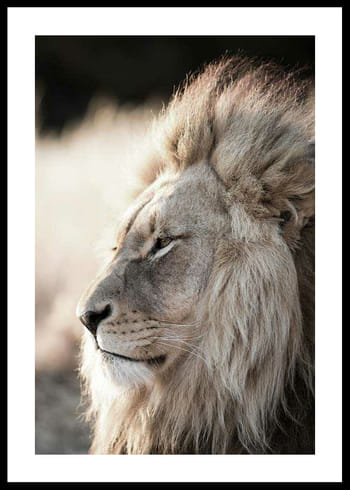 Poster Male African Lion