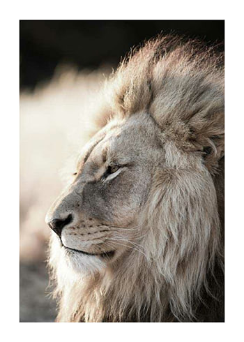 Poster Male African Lion