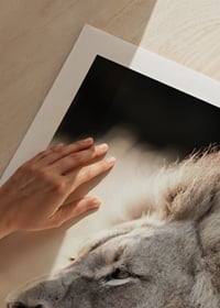 Close-up of African male lion in profile, photographic-9