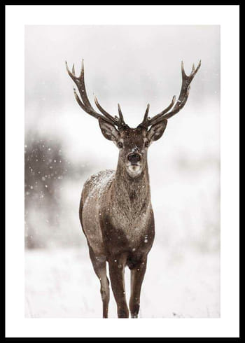 Plakat Majestic Red Deer 