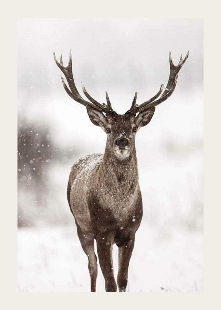 Photographie d'un cerf rouge avec de grands bois dans un paysage enneigé-12