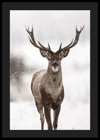Photographie d'un cerf rouge avec de grands bois dans un paysage enneigé-4