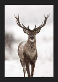 Photographie d'un cerf rouge avec de grands bois dans un paysage enneigé-5