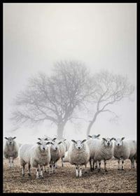 Flock of sheep in field with foggy background and bare trees-6