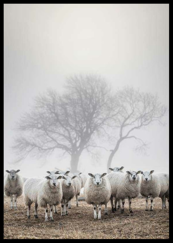 Flock of sheep in field with foggy background and bare trees-12