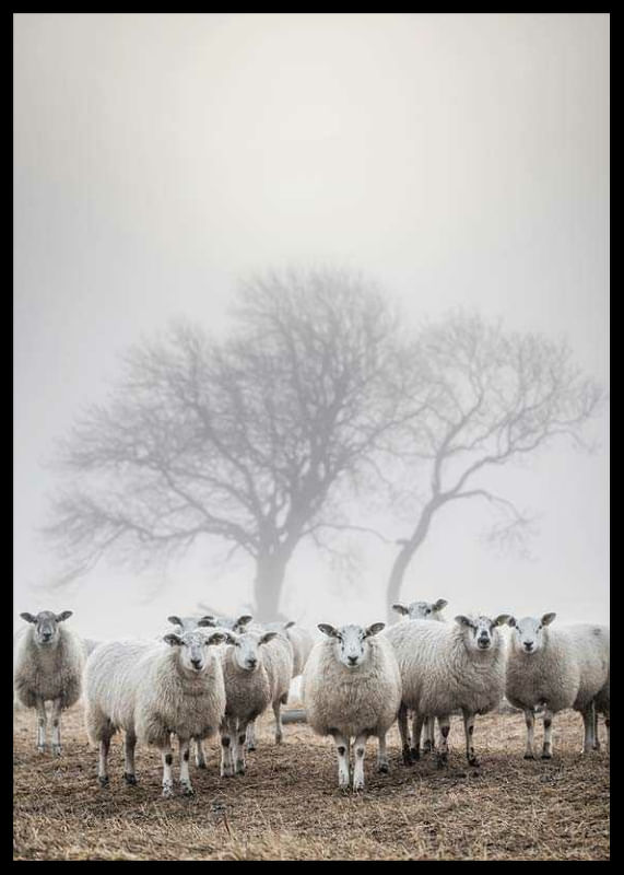 Sheep In Fog-12